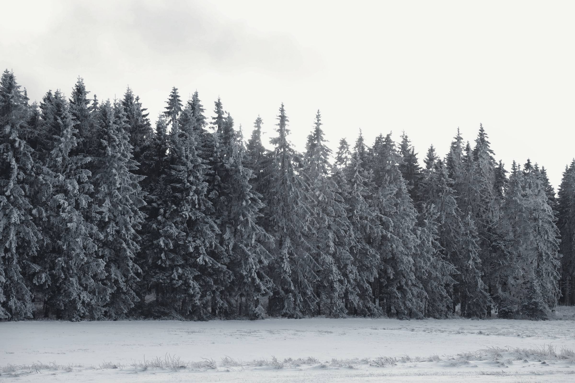 A line of snow-covered fir trees at the edge of a snowy field under a pale winter sky.